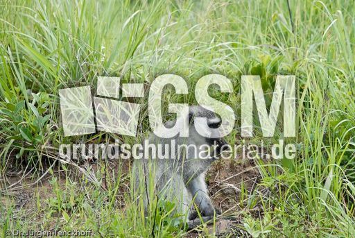 Grüne Meerkatzen (13 von 67).jpg